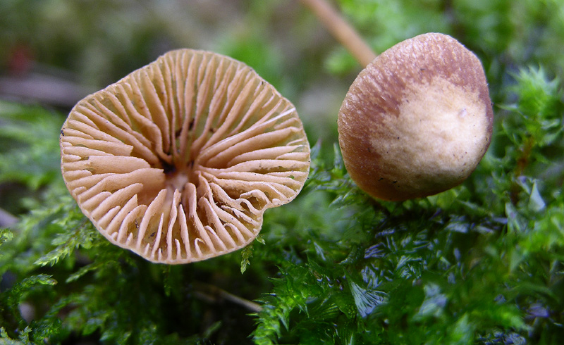 Galerina da determinare n9.